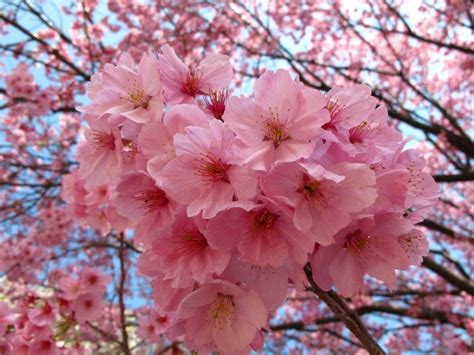 ¿cuándo Brota Y Cuál Es El Significado De La Flor De Sakura
