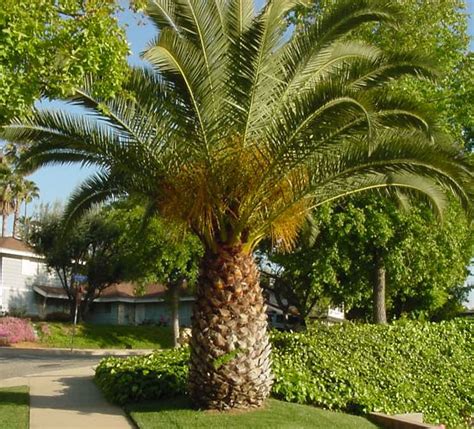Show Me A Picture Of A Pineapple Palm Tree Cultivating Trees