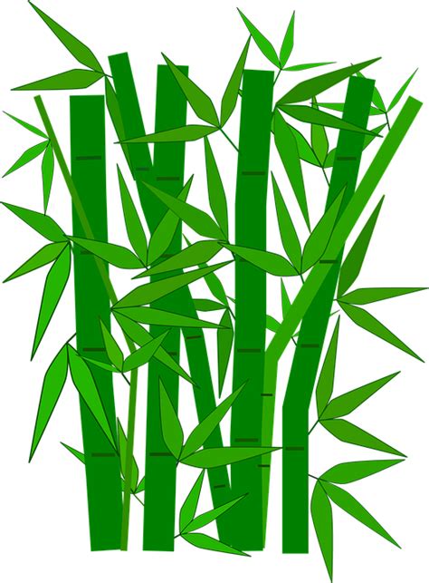 Bamboo Png Tree Bamboo Plant Exotic Bamboo Transparent Download