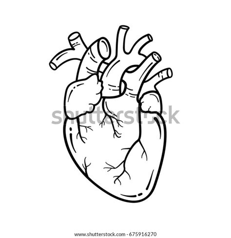 Anatomical Heart Line Art Illustration Vector Stock Vector Royalty