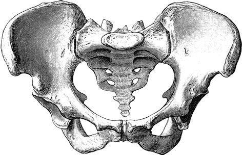 Female Pelvis Clipart Etc Anatomy Art Anatomy Drawing Bone Drawing
