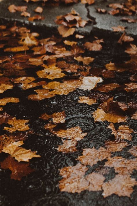 4 reasons why fall autumn is the best season ever kirsten jonora renfroe fall wallpaper