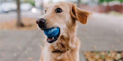 Best dog treats we like: Best Puppy Treats for Golden Retrievers - The Retriever Expert
