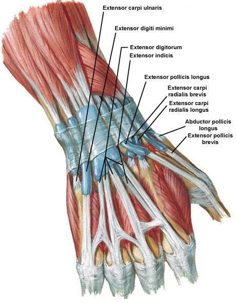 Hand bone anatomy diagrams 15 photos of the hand bone anatomy diagrams carpal bones, foot bone anatomy, hand and wrist. HS09 - The Hand - BSOM 2012 at Wright State University ...