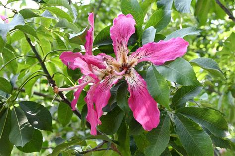 pink silk floss tree for sale buying and growing guide