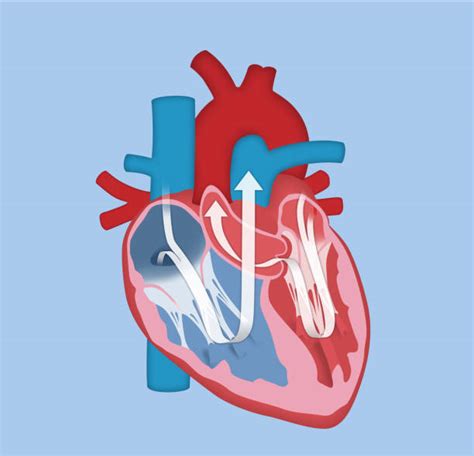 Best Heart Valve Illustrations Royalty Free Vector Graphics And Clip Art