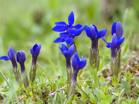 Gentian Care Information On How To Plant Gentian Wildflowers