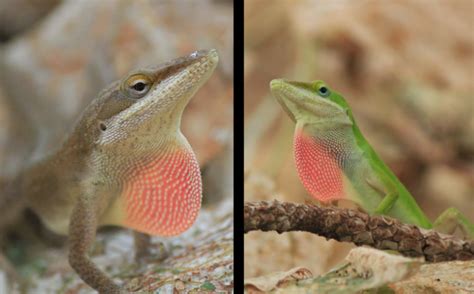 Green Anole Lizards Are Evolving Before Our Eyes Science Aaas