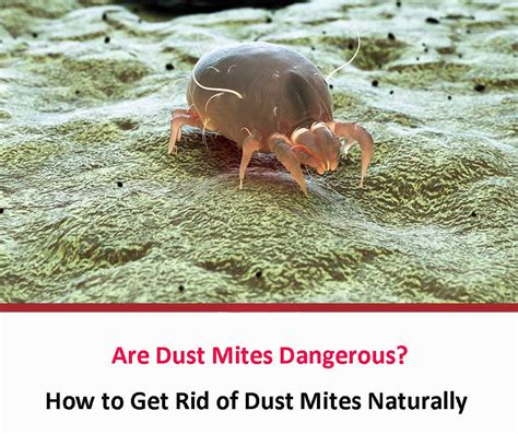 Are Dust Mites Dangerous All About Dust Mites