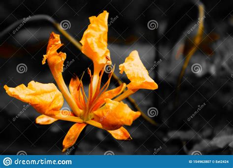 Beautiful Abstract Textures Close Up Color Orange And Yellow Flowers In
