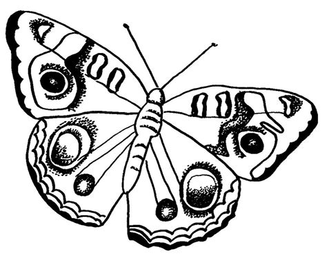 Click on the image below to see it in its own window (close that window to return to this screen) or right click and save image to your hard drive to print from your own image software at your convenience. FREE Butterfly Coloring Pages: Buckeye Butterfly