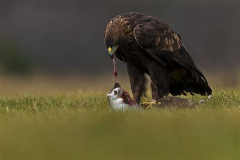An eagle swoops down to grab a fish. What Do Eagles Eat - Eagles Diet
