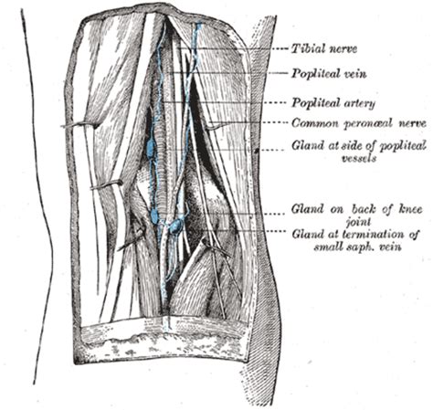 Popliteal Aneurysm Surgery How It Works And Recovery Hubpages