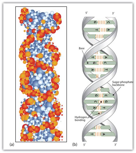 Nucleic Acid Structure The Basics Of General Organic And