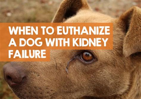 When To Euthanize A Dog With Kidney Failure Disease Right Time