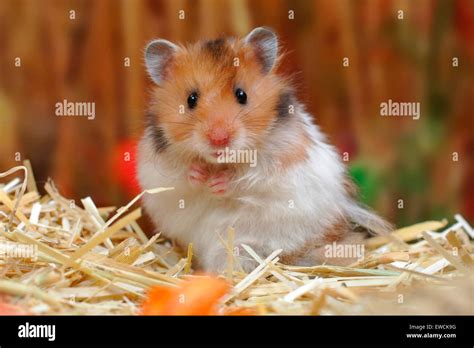 Domestic Hamster Hi Res Stock Photography And Images Alamy