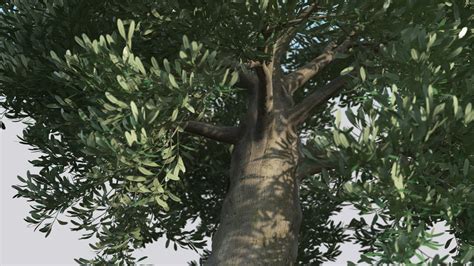 3d Olive Tree Turbosquid 1531295