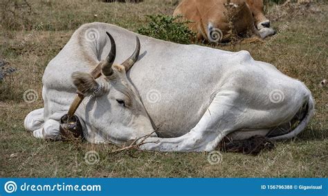 White Cow At Rest Stock Photo Image Of Bull Organic 156796388