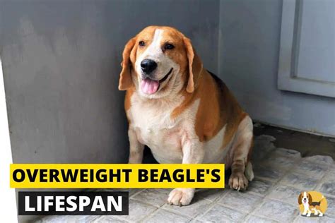Overweight Beagles Lifespan How Obesity Can Affect Their Health