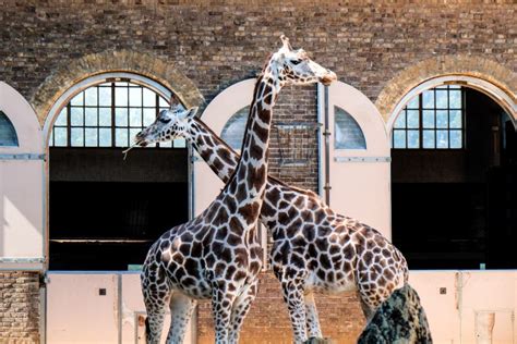Ttg Travel Industry News Zoos And Safari Parks Set To Reopen From