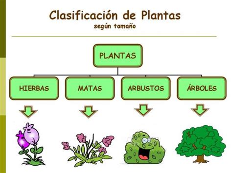 Tipos O Clases De Plantas Clasificación Por Tamaño Reproducción Y