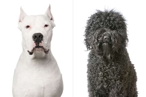 American Kennel Club Announces 2 New Dog Breeds