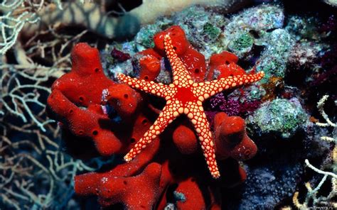 Starfish Ocean Underwater Wallpapers Wallpaper Cave