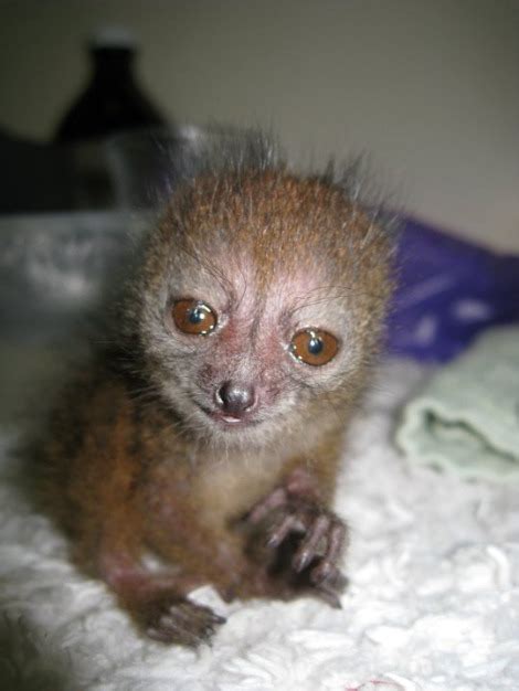 Meet a Baby Bamboo Lemur - ZooBorns