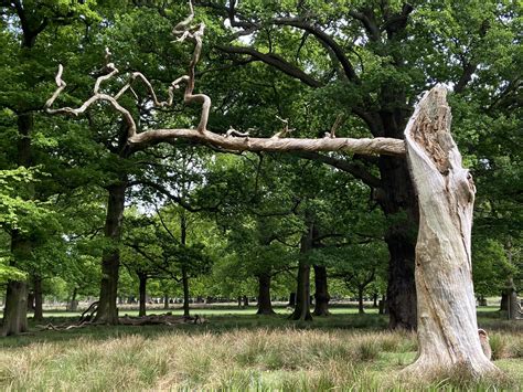 Strange Trees | Group of 5 Royalty Free Images - Click image - Pixstock ...