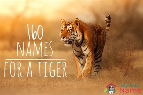 The A To Z Of Terrific Terrifying Tiger Names My Pet S Name