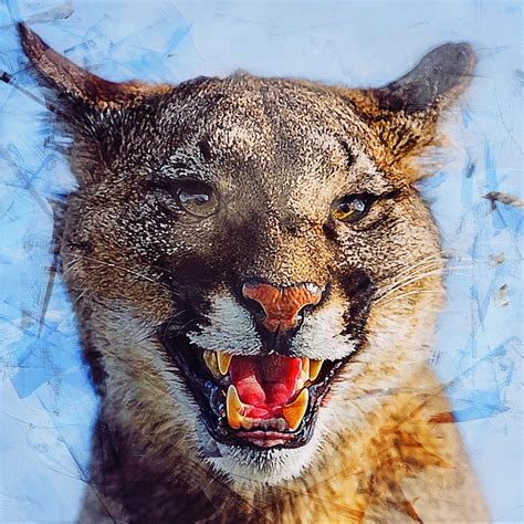 Animal Puma Lion De Montagne Image Gratuite Sur Pixabay