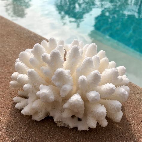 White Saltwater Finger Coral Specimen Beach Decor Coastal Decor White