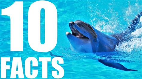 10 Interesting Facts About Dolphinariums 🐬 Zoosmedia Youtube