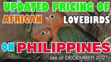 African Lovebirds Albs 2 Updated Pricing On Philippines As Of December 2021 Normal And