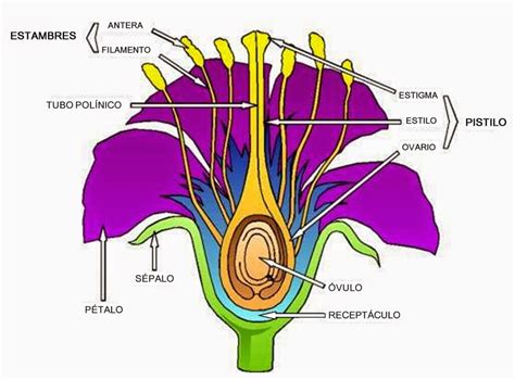 Esquema De La Flor ¡fotos And Guía 2021