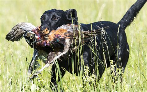 Traits Of The Pheasant Hunting Dog Sporting Classics Daily