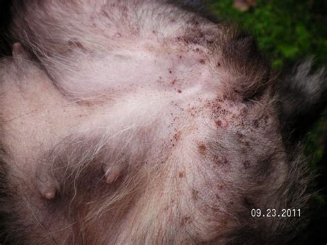 What Does Flea Bites Look Like On The Skin Awhatdoj