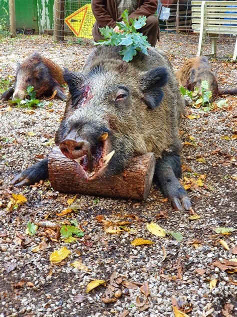 Un sanglier de plus de 200 kilos prélevé dans lOise
