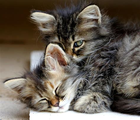 Kitten Cat Animals Hug Sleep Cute Eyes Baby