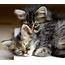 Kitten Cat Animals Hug Sleep Cute Eyes Baby Wallpapers HD 
