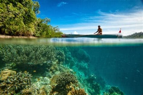 Articles on Ocean Conservation Organisations - Ocean Literacy Portal