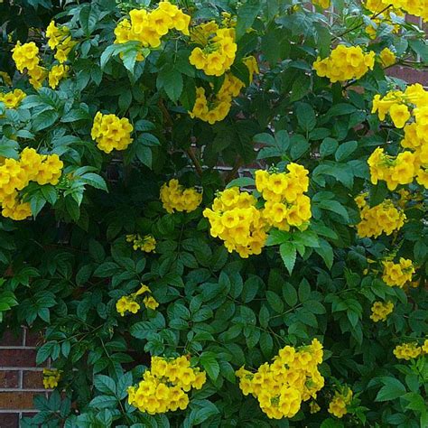 Photo Of The Bloom Of Yellow Bells Tecoma Stans Gold Star Posted By