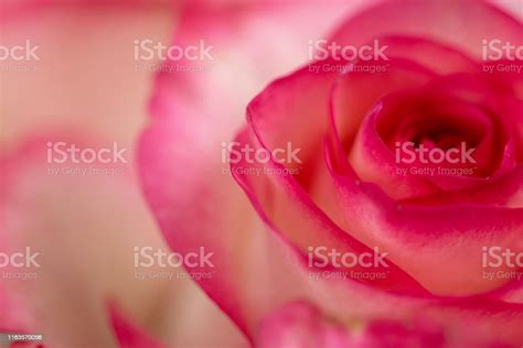 Pink Rose Petals Stock Photo Download Image Now Beauty Cut Out