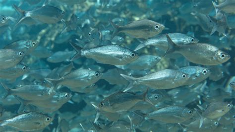 Fish Populations At Ka‘ūpūlehu Increase Dramatically Observers Say