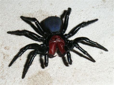 Australian Woman Finds 20 Venomous Mouse Spiders At