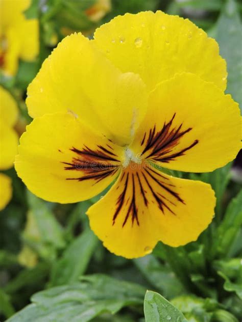 Yellow Pansy Flower Stock Photo Image Of Background 89627648