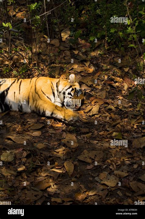 Royal Bengal Tiger Resting In Forest Shade Kanha National Park Madhya
