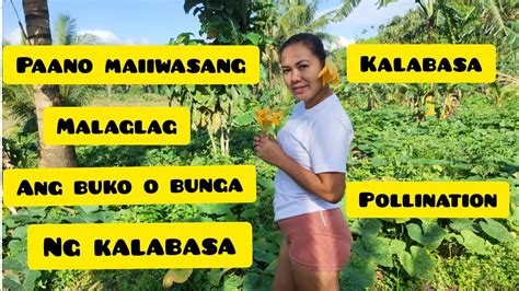 Paano Dumami Ang Bunga Ng Kalabasa Kalabasa Pollination Youtube