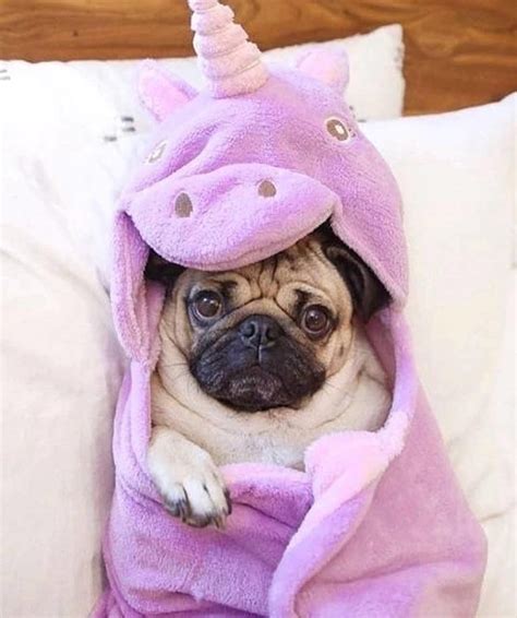 Pug Love Sweet Unicorns 🌈🦄 On Instagram Unicornstuff Unicorn