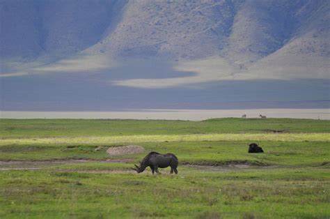 Black Rhino Ngorongoro Crater Serengeti Tanzania Serengeti Tanzania